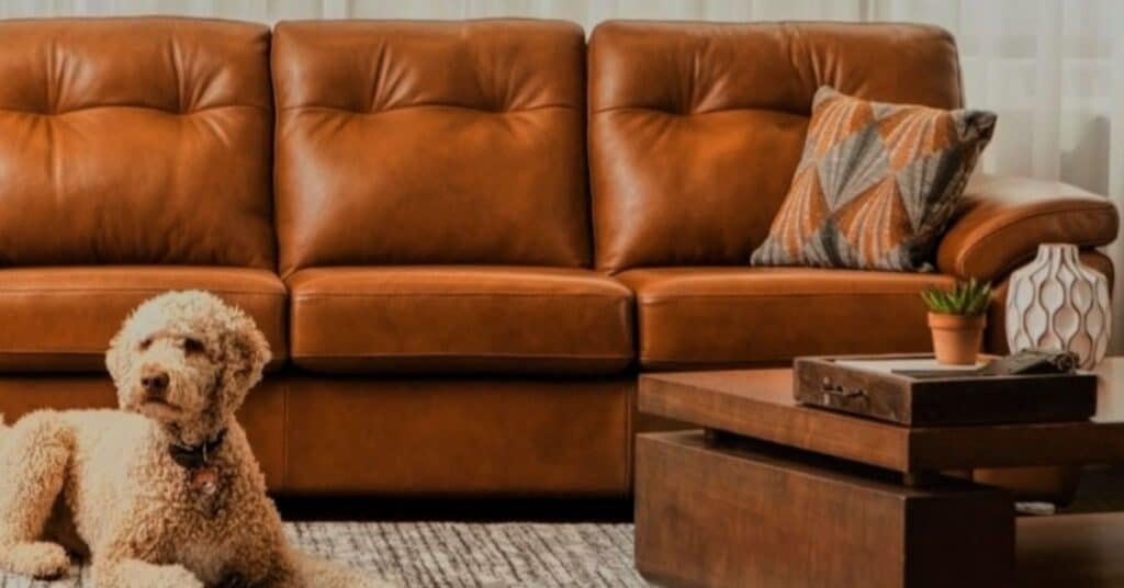 Choose a leather Fabric for Your Sofa